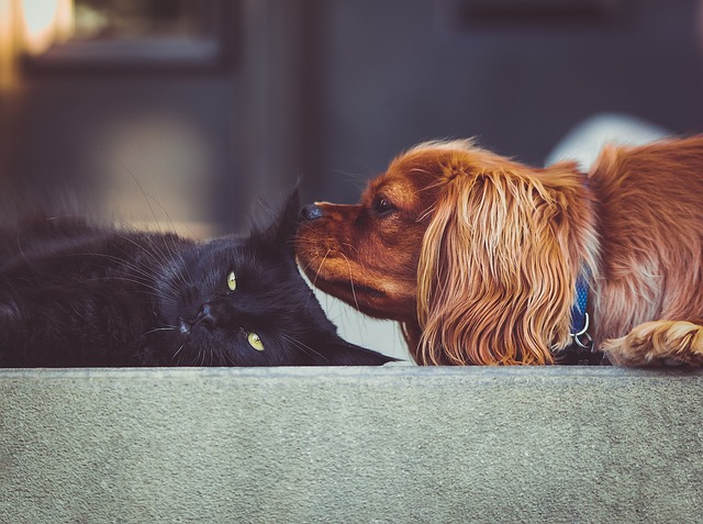 cat and dog playing at home